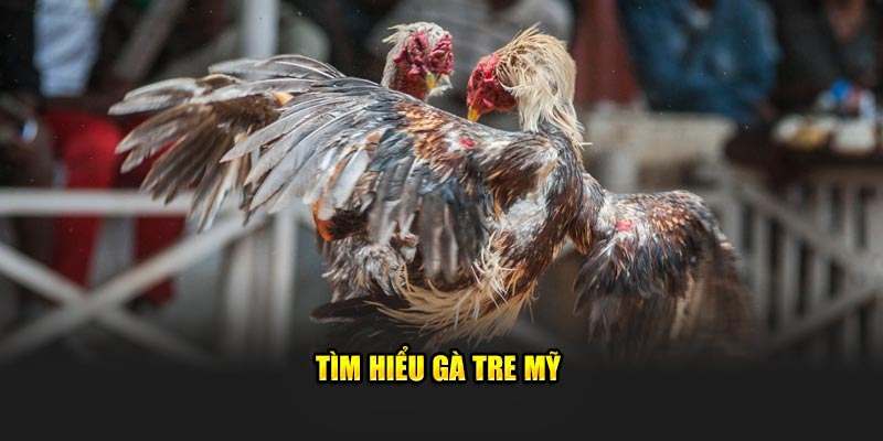 Tìm hiểu gà tre Mỹ